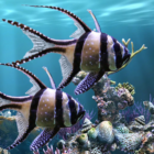 The real aquarium – Live Wallpaper